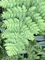 Dryopteris intermedia