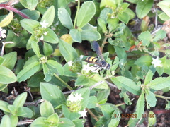 Dielis trifasciata
