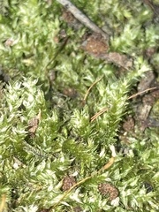 Brachythecium rutabulum