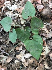 Aristolochia californica
