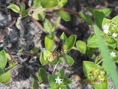 Pachodynerus nasidens