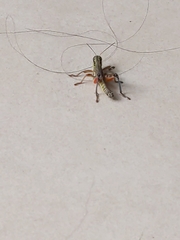 Melanoplini