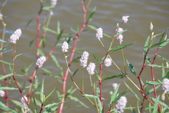 Persicaria bicornis
