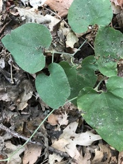 Aristolochia californica