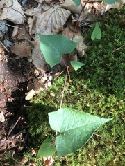 Fallopia cilinodis