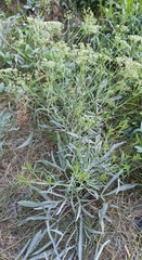 Falcaria vulgaris