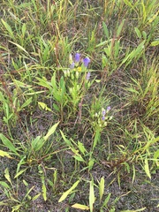 Gentianopsis