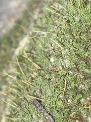 Tortula muralis