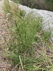 Equisetum arvense