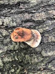 Ganoderma lobatum