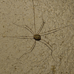 Leiobunum limbatum