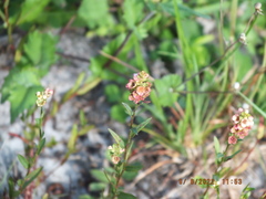 Ludwigia suffruticosa