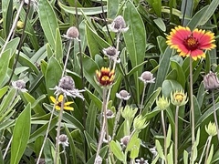 Gaillardia