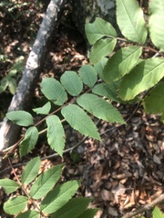 Sorbus americana