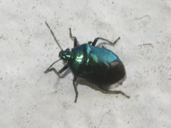 Zicrona caerulea