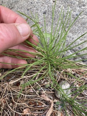Equisetum arvense