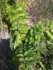 Zanthoxylum clava-herculis