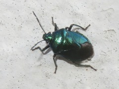 Zicrona caerulea