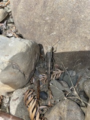 Trimerotropini