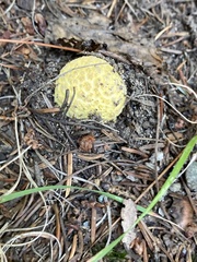 Amanita muscaria