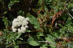 Spiraea betulifolia