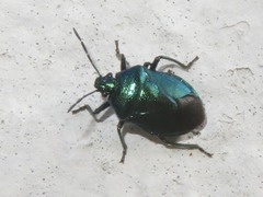 Zicrona caerulea