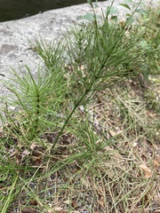 Equisetum arvense