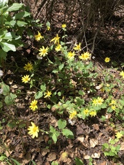 Arnica cordifolia
