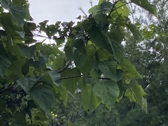 Paulownia tomentosa