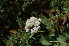 Spiraea betulifolia