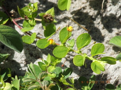 Chamaecrista rotundifolia