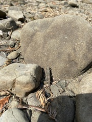 Trimerotropini