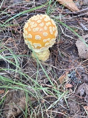 Amanita muscaria