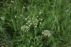 Ligusticum canbyi