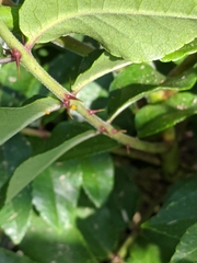 Zanthoxylum clava-herculis