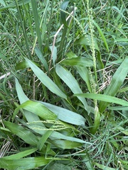 Paspalum langei