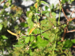 Croton glandulosus septentrionalis