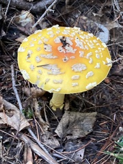 Amanita muscaria