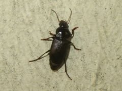 Anisodactylus binotatus