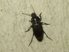 Anisodactylus binotatus