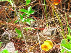 Crotalus adamanteus