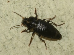 Anisodactylus binotatus