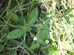 Croton glandulosus septentrionalis