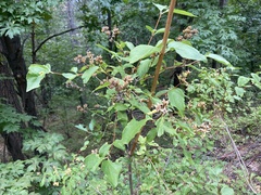 Philadelphus lewisii