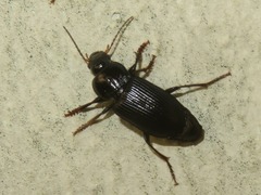 Anisodactylus binotatus