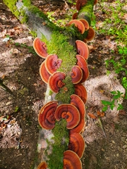 Daedaleopsis tricolor