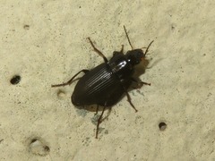 Anisodactylus binotatus