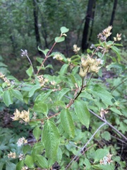 Philadelphus lewisii
