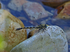 Onychogomphus uncatus