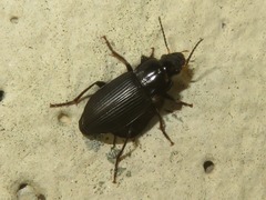 Anisodactylus binotatus